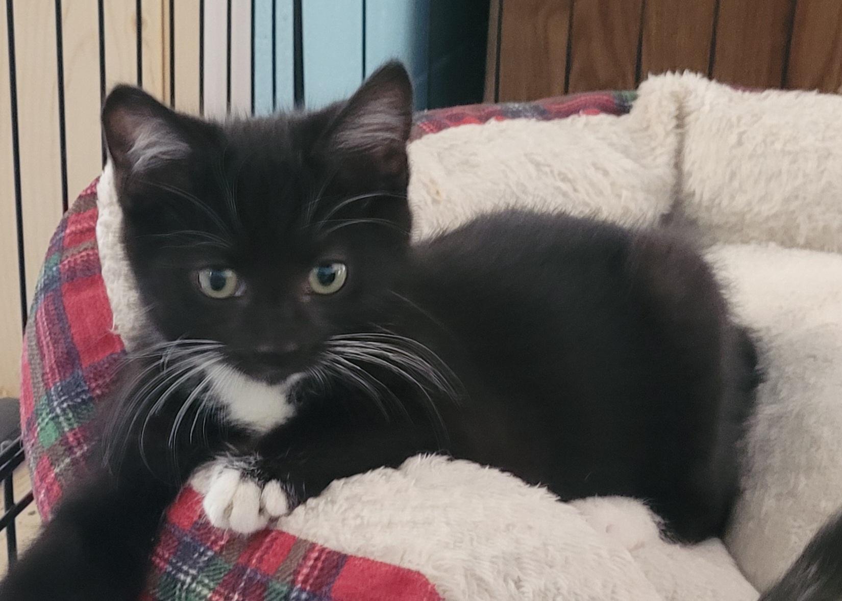 Felix