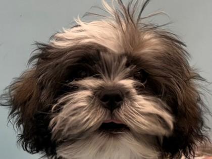Ozzy, Adoptable, Puppy Male Shih Tzu & Bichon Frise.