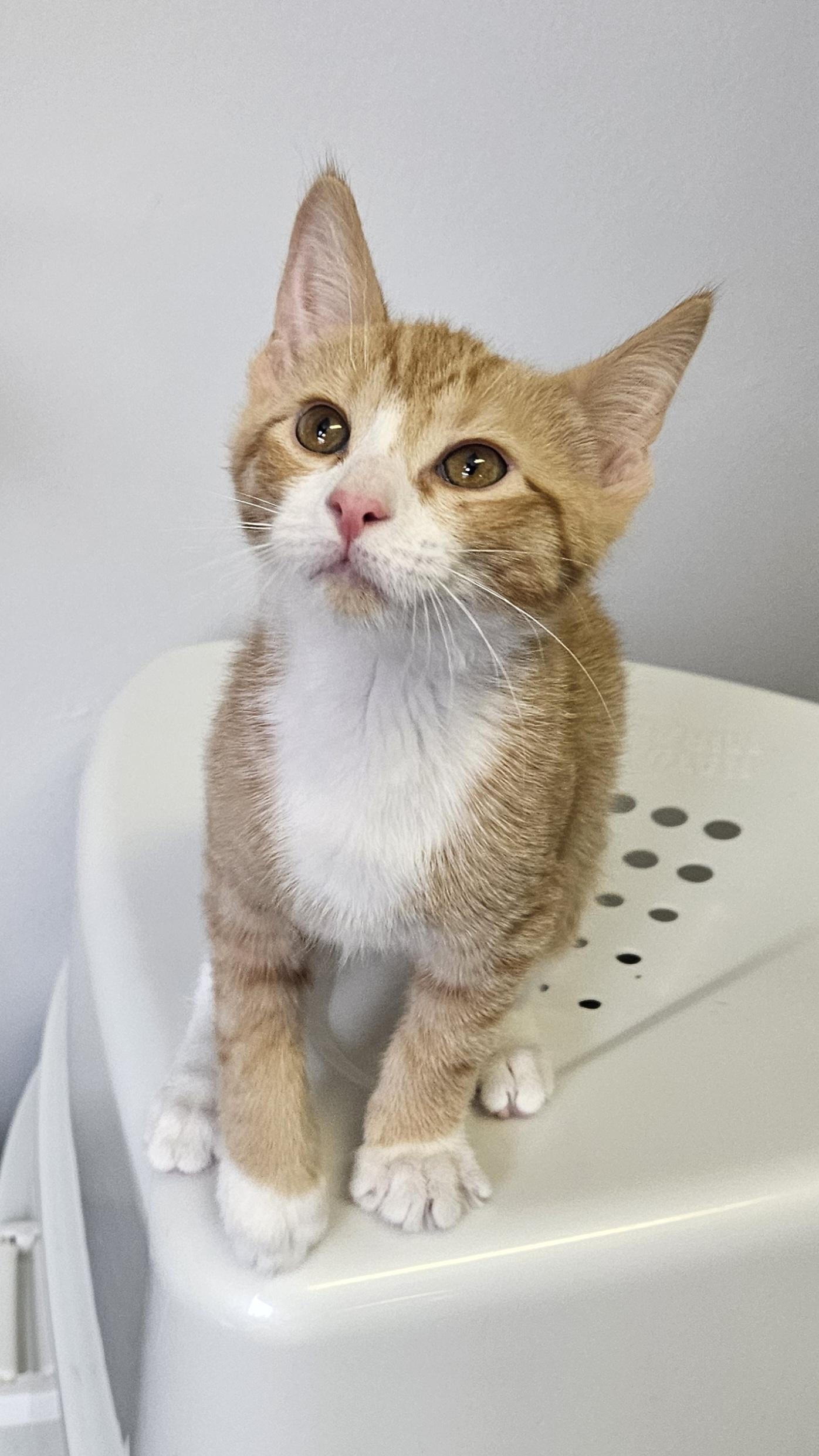 Enlarge Abner, an adopted Domestic Short Hair in Brockport, NY image 3/5