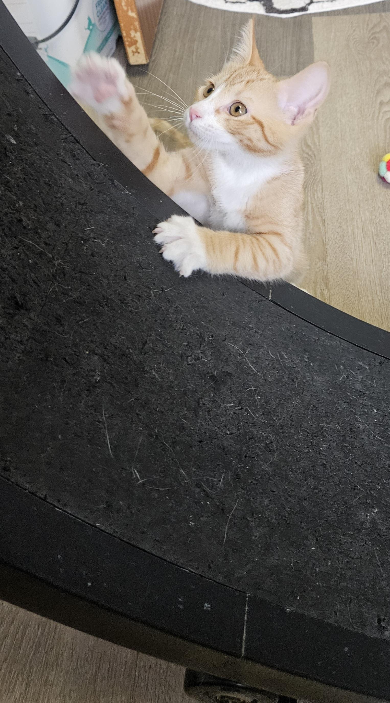 Abner, adopted, Kitten Male Domestic Short Hair.