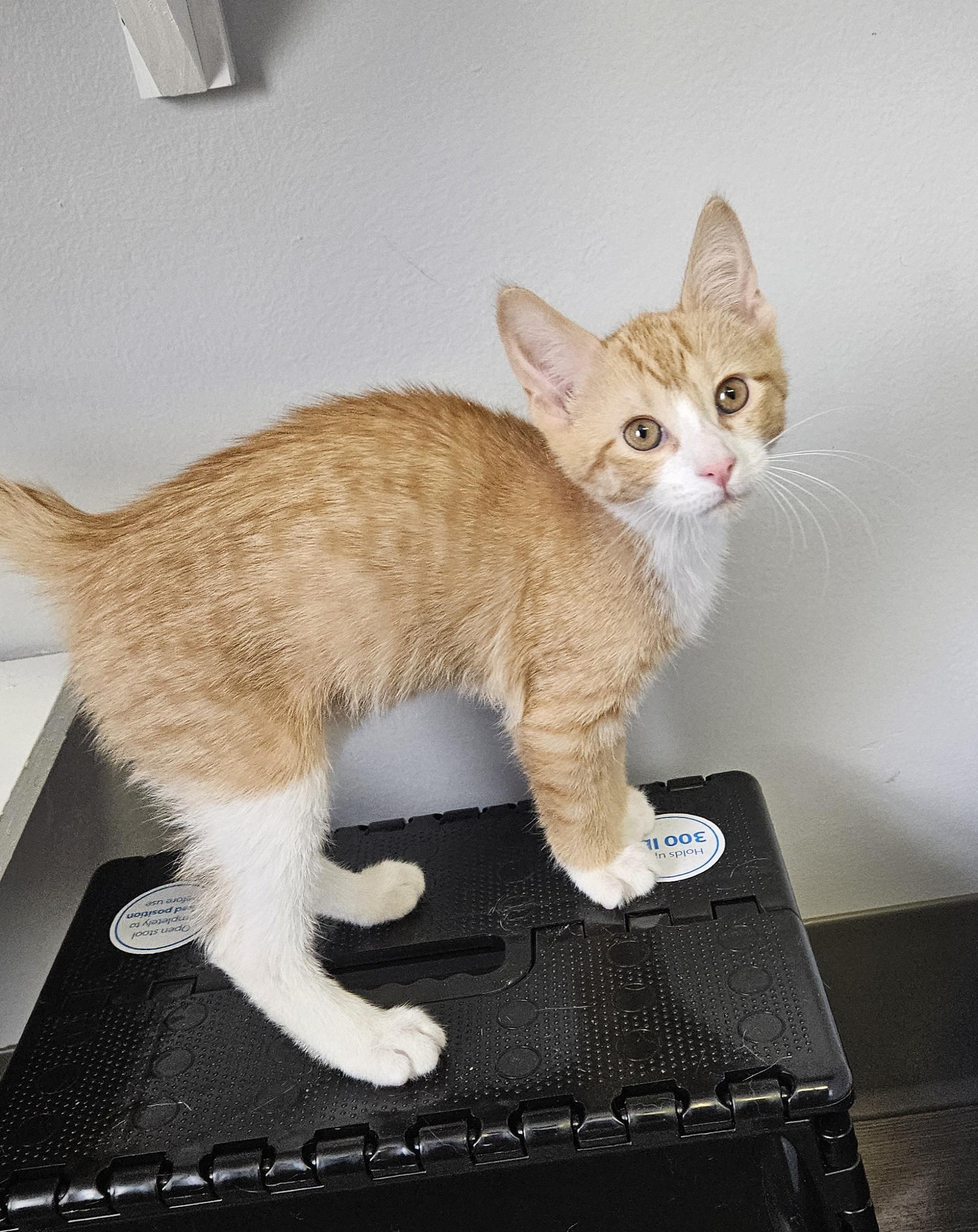 Enlarge Abner, an adopted Domestic Short Hair in Brockport, NY image 5/5