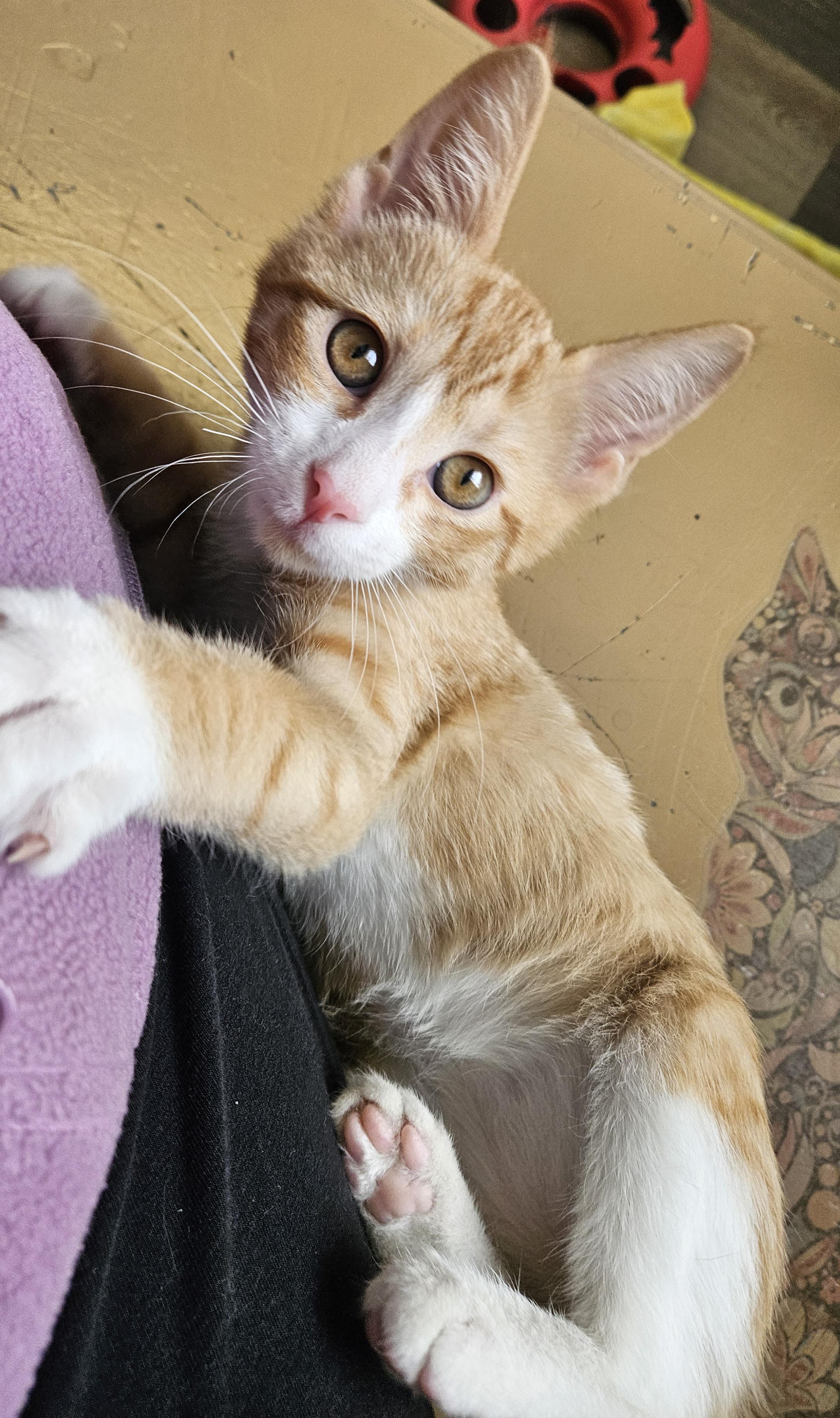 Enlarge Abner, an adopted Domestic Short Hair in Brockport, NY image 4/5