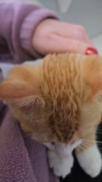 Enlarge Abner, an adopted Domestic Short Hair in Brockport, NY video 2/5