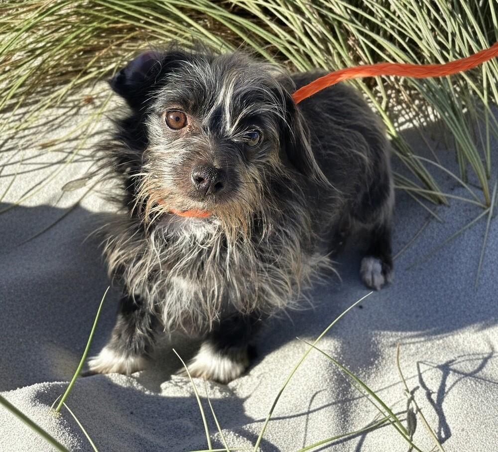 Enlarge Wanda (Bonded with Monroe), a Adoptable mixed breed in Draper, UT image 3/5