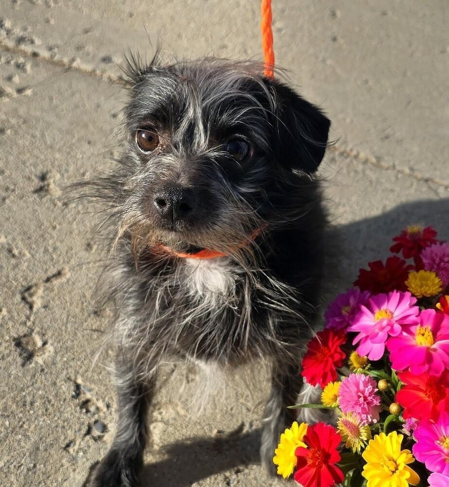 Enlarge Wanda (Bonded with Monroe), a Adoptable mixed breed in Draper, UT image 4/5