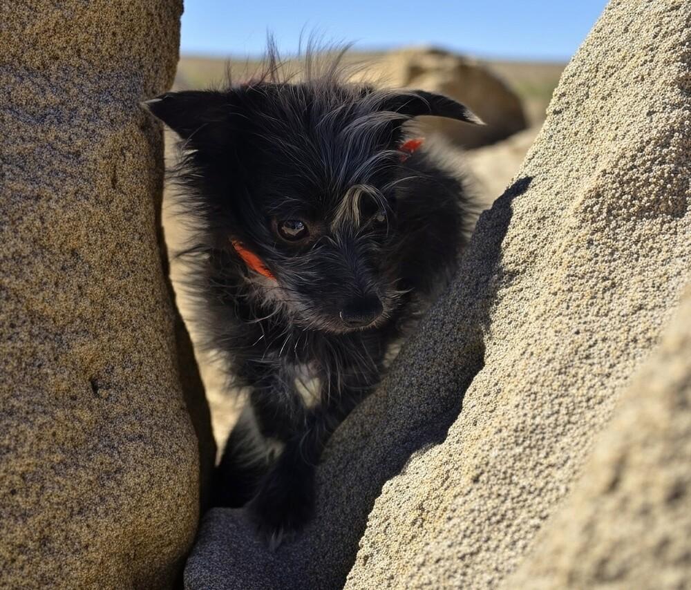 Enlarge Wanda (Bonded with Monroe), a Adoptable mixed breed in Draper, UT image 5/5