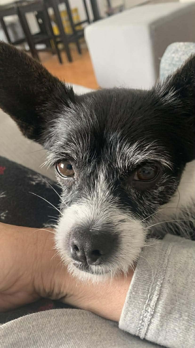 Enlarge Sadie, an adopted mixed breed in Winnipeg, MB image 3/6