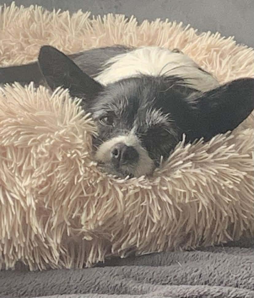 Enlarge Sadie, an adopted mixed breed in Winnipeg, MB image 2/6