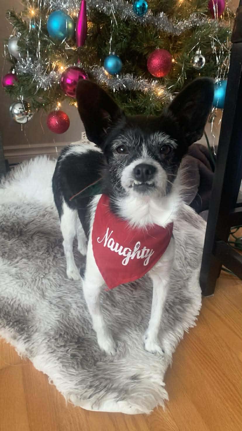 Enlarge Sadie, an adopted mixed breed in Winnipeg, MB image 5/6