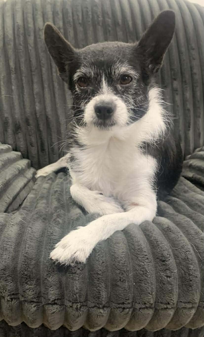 Enlarge Sadie, an adopted mixed breed in Winnipeg, MB image 1/6