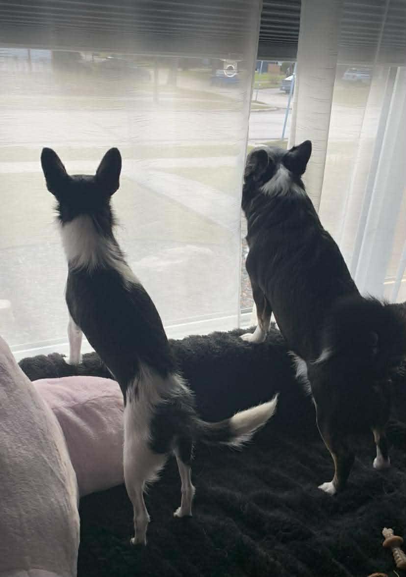 Enlarge Sadie, an adopted mixed breed in Winnipeg, MB image 4/6