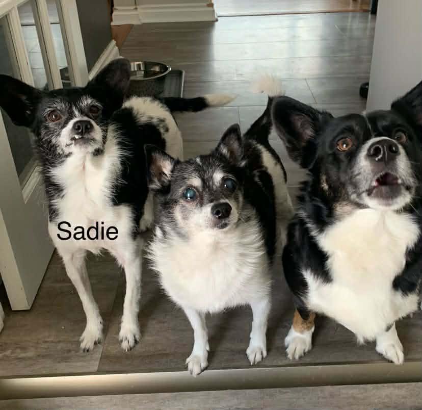 Enlarge Sadie, an adopted mixed breed in Winnipeg, MB image 6/6