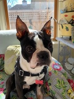 Franco, Adopted, Young Male Boston Terrier.