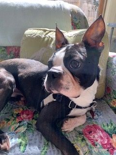 Enlarge Franco, a Adopted Boston Terrier in Minneapolis, MN image 2/2