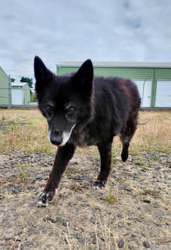Edna, Adoptable, Senior Female Shepherd.
