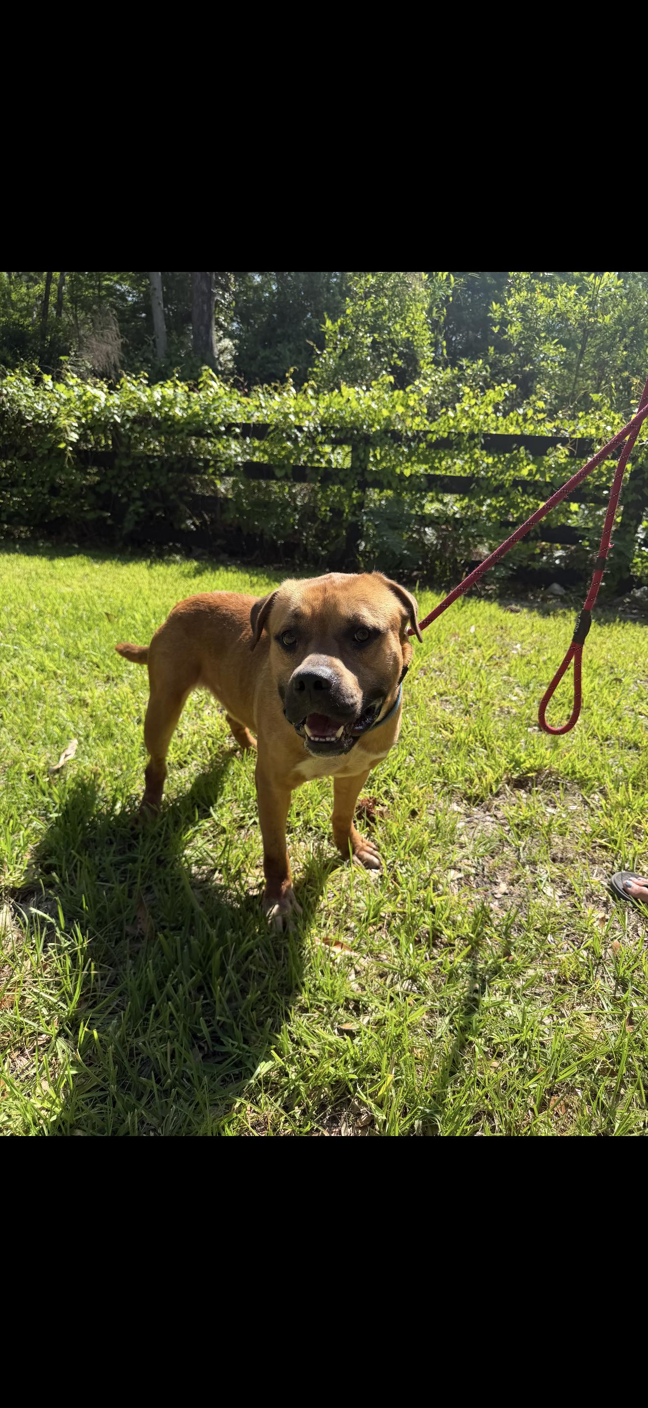 Buster Brown, a ADOPTABLE mixed breed in Oviedo, FL image 2/3