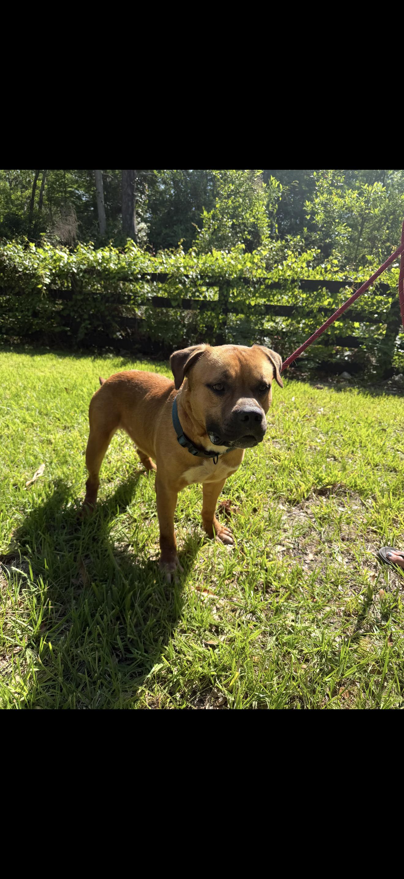 Buster Brown, ADOPTABLE, Young Male Bulldog.