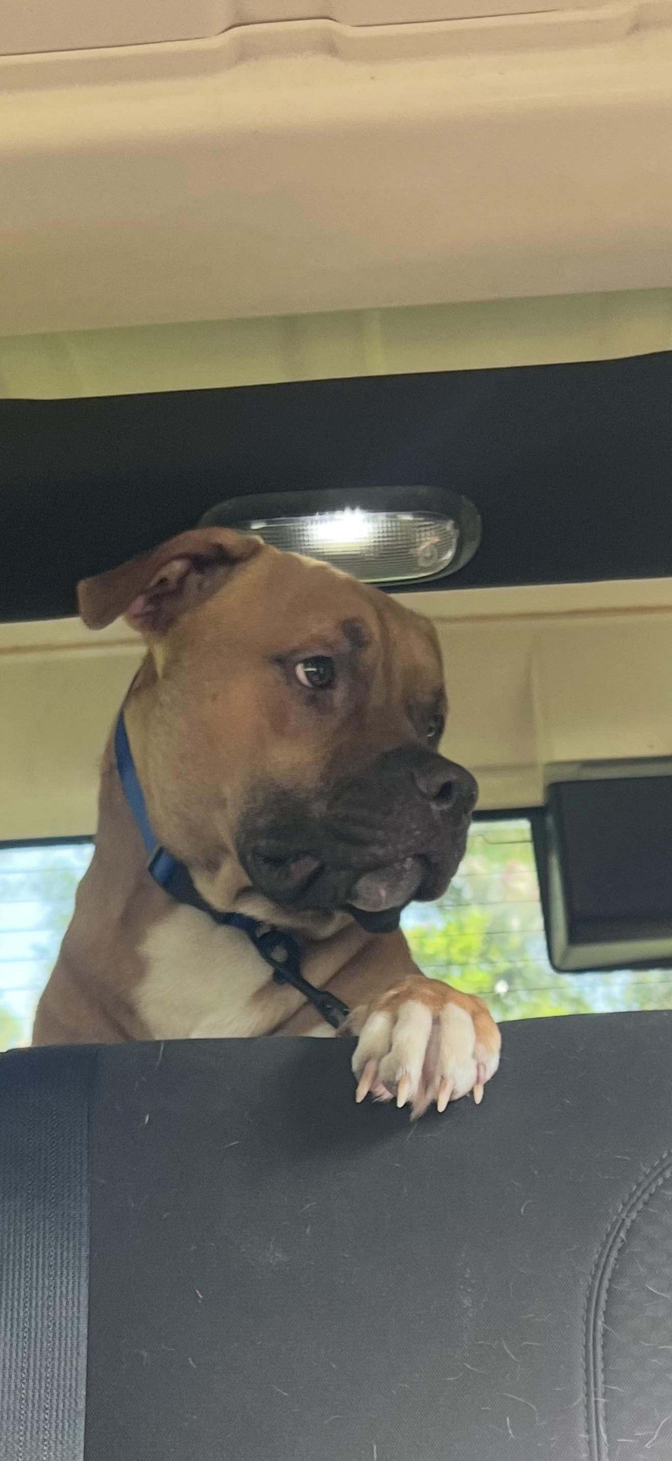 Buster Brown, a ADOPTABLE mixed breed in Oviedo, FL image 3/3