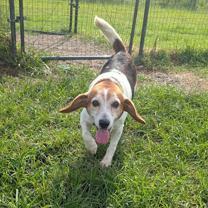 Newton, Adoptable, Adult Male Beagle.
