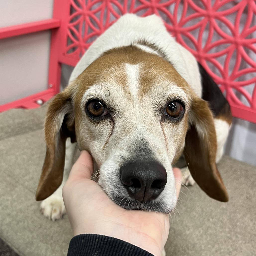 Enlarge Newton, a Adoptable Beagle in Nowata, OK image 2/4