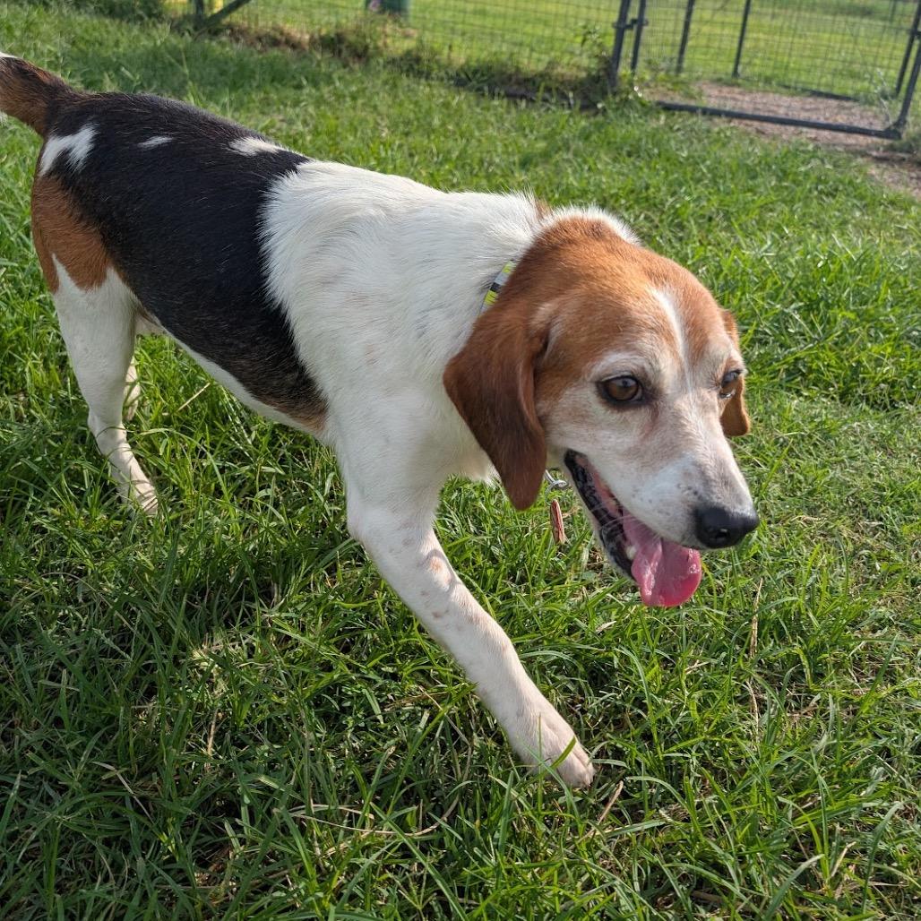 Enlarge Newton, a Adoptable Beagle in Nowata, OK image 2/3