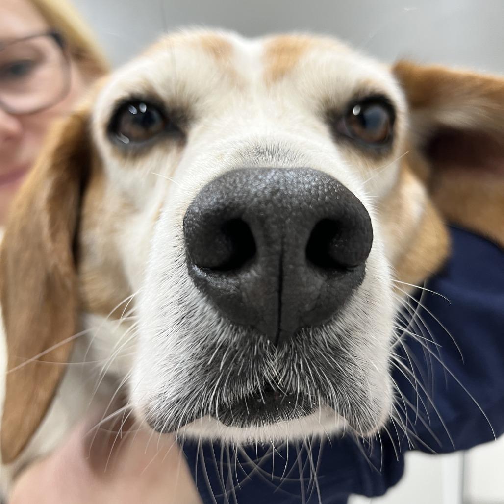 Enlarge Newton, a Adoptable Beagle in Nowata, OK image 3/4