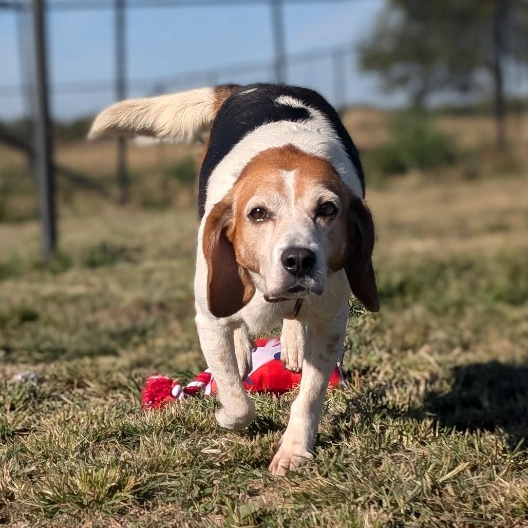 Enlarge Newton, a Adoptable Beagle in Nowata, OK image 4/4