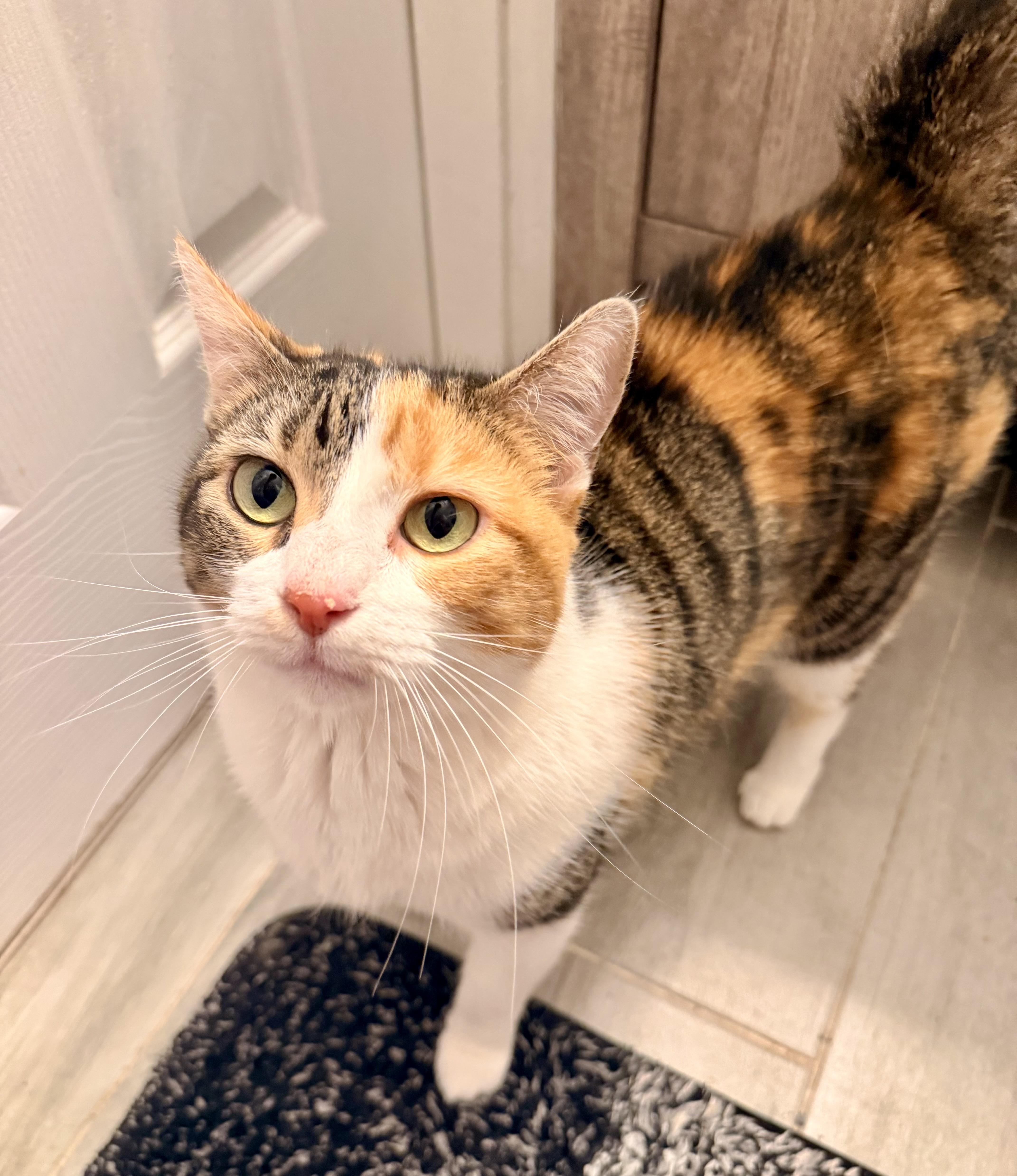 Cali, ADOPTABLE, Young Female Calico.