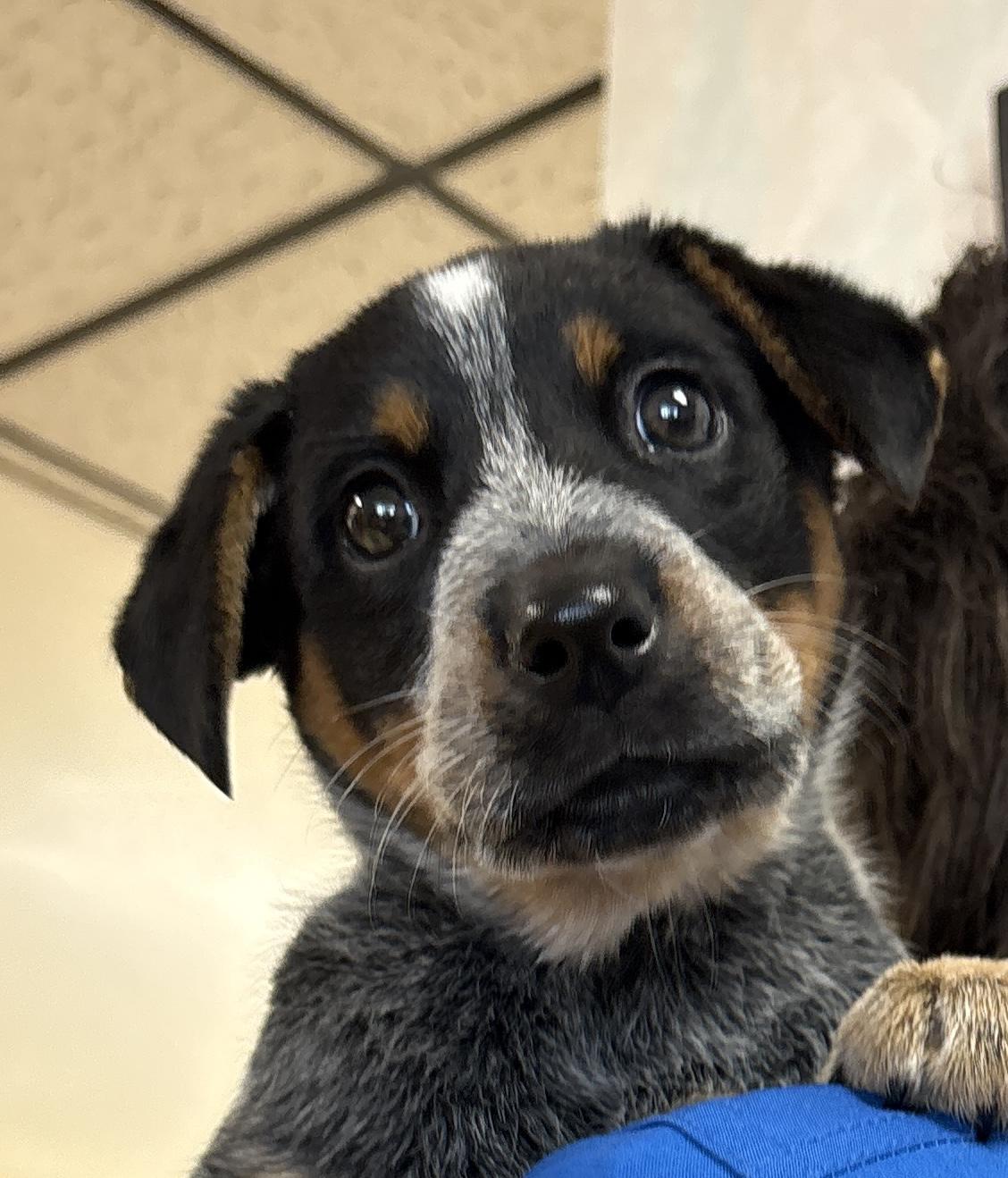 Violet, ADOPTABLE, Puppy Female Australian Cattle Dog / Blue Heeler.