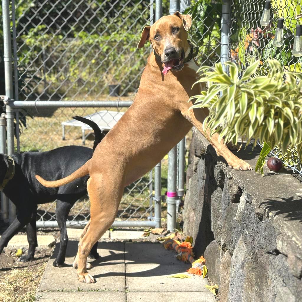 Enlarge Pikachu, a Adoptable Bullmastiff in Keaau, HI image 2/2