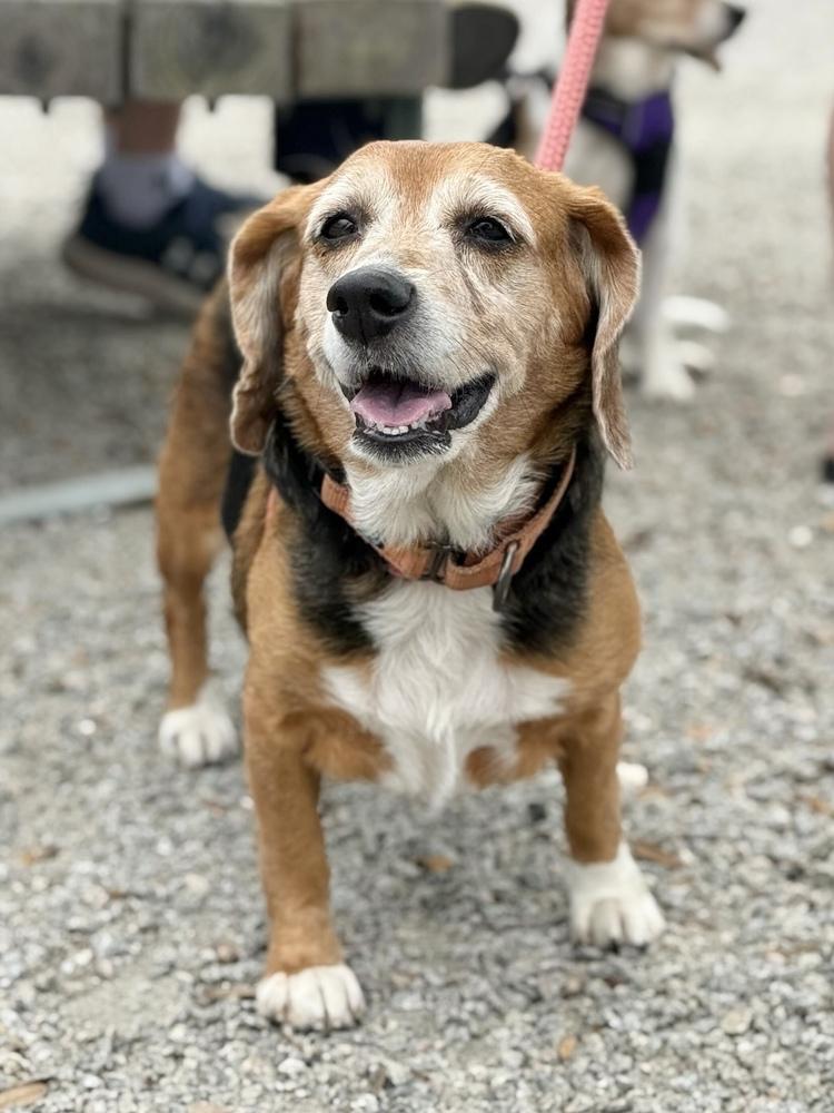 Estelle, Adoptable, Senior Female Beagle.