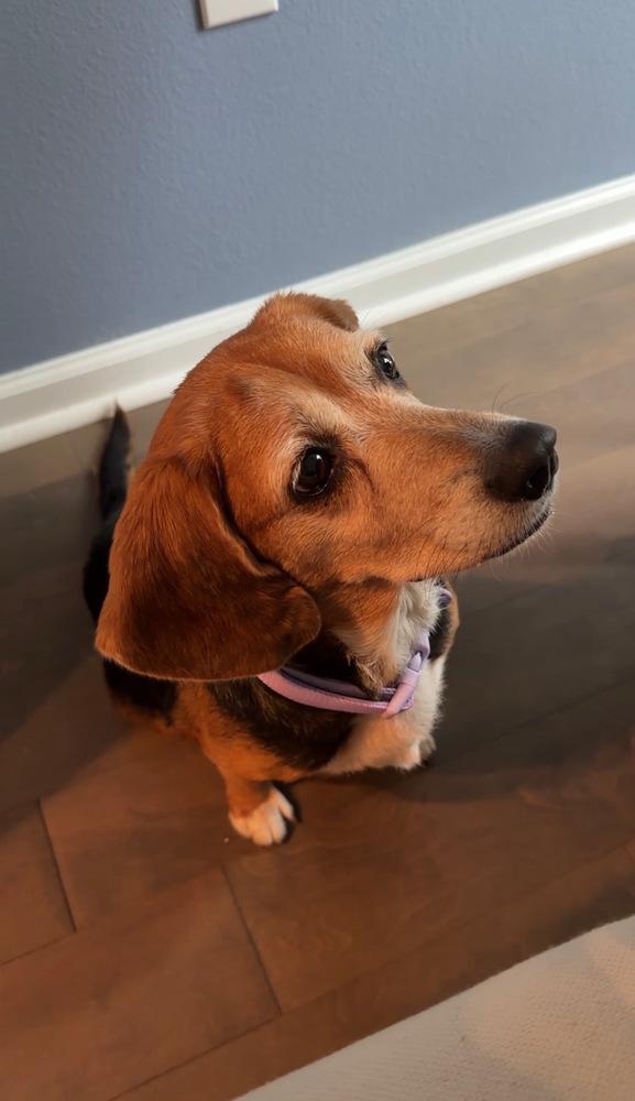 Enlarge Estelle, a Adoptable Beagle in Charleston, SC image 2/6