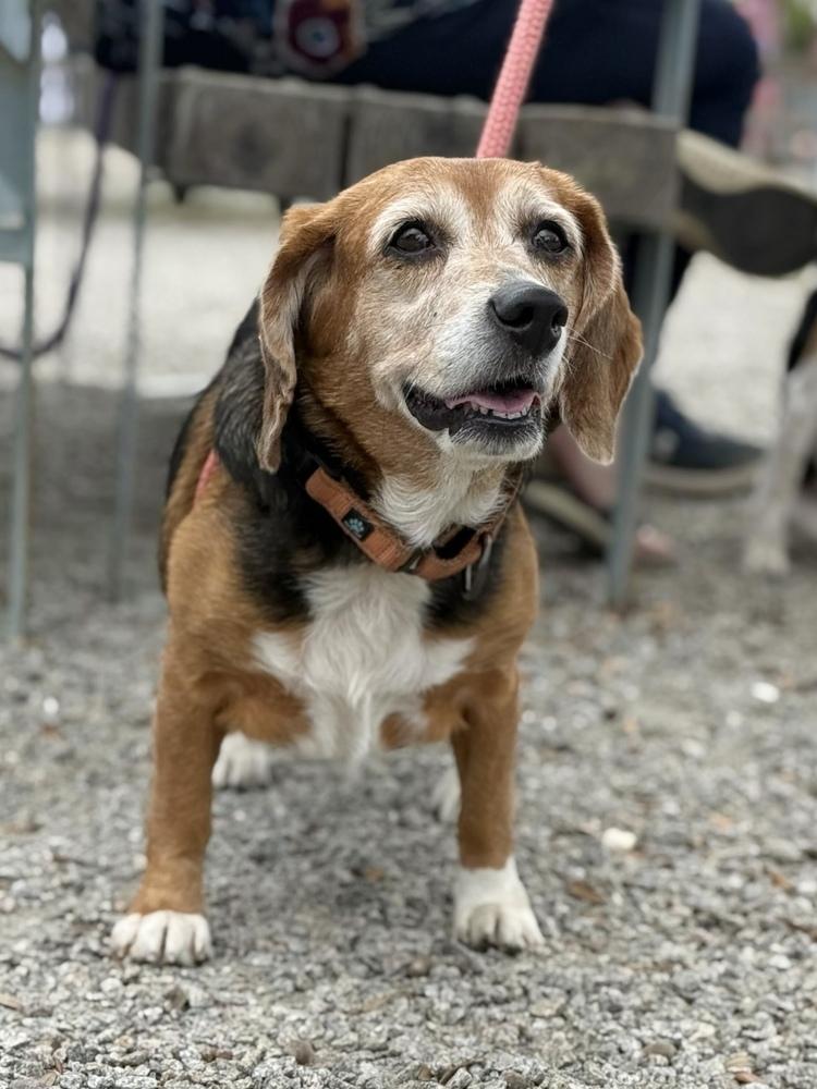 Enlarge Estelle, a Adoptable Beagle in Charleston, SC image 2/5