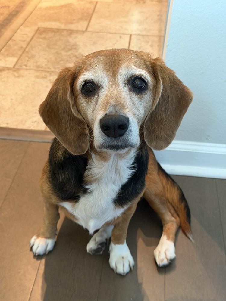 Estelle, a Adoptable Beagle in Charleston, SC image 2/6