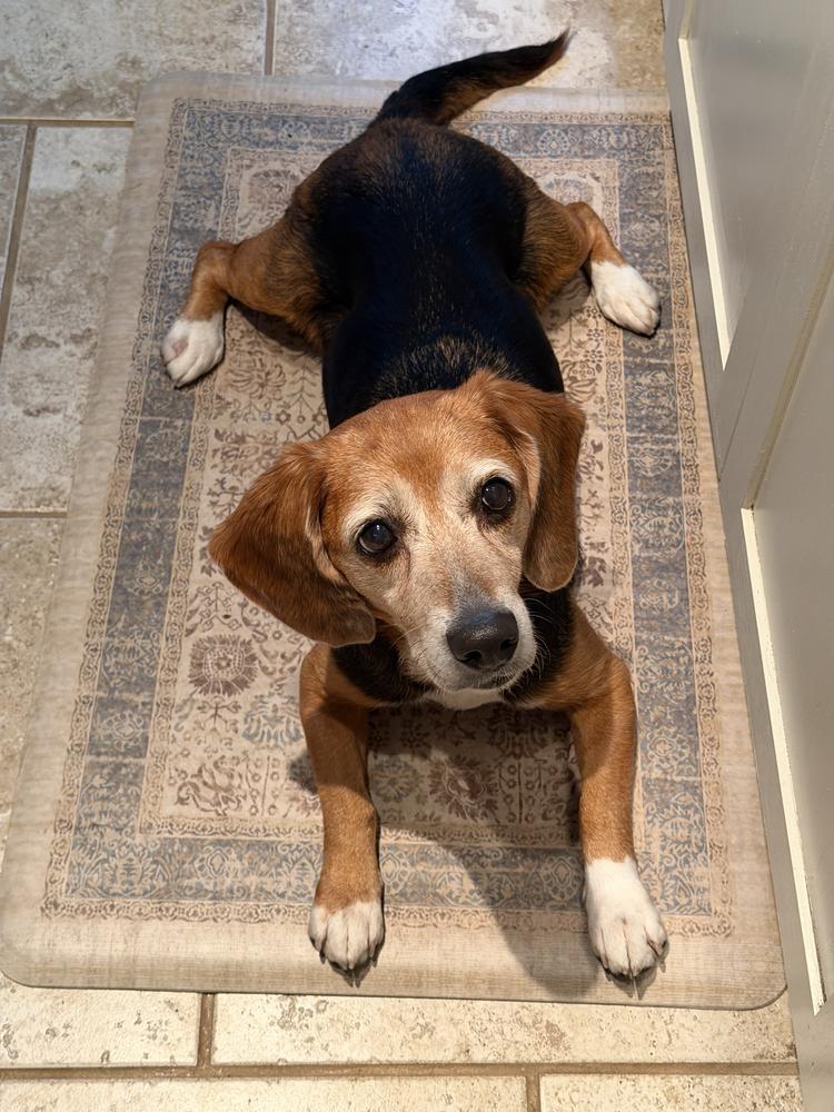 Estelle, a Adoptable Beagle in Charleston, SC image 3/6