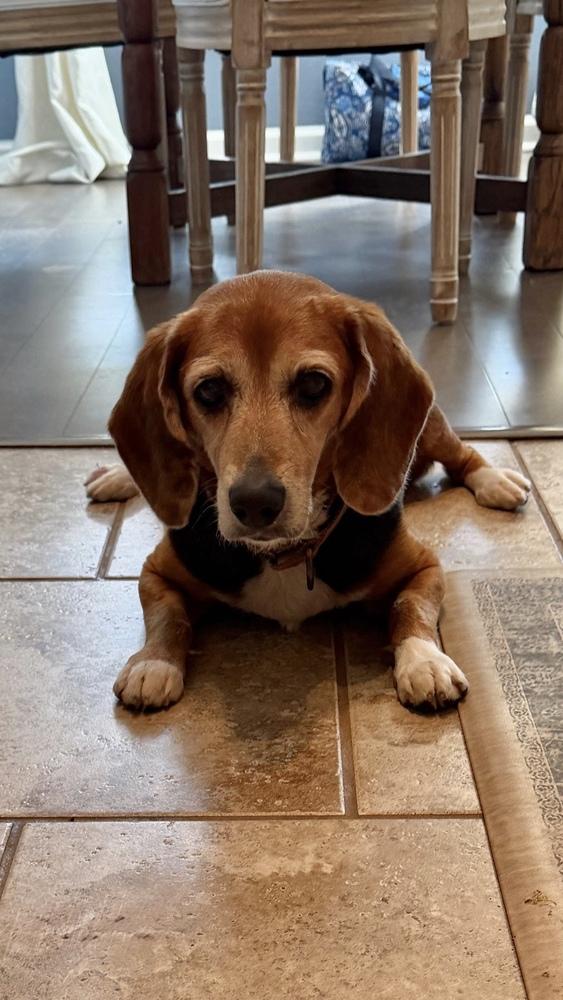 Enlarge Estelle, a Adoptable Beagle in Charleston, SC image 4/6
