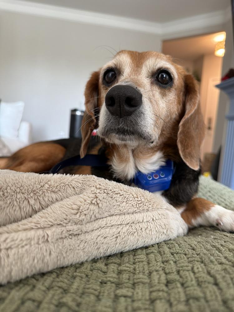 Estelle, a Adoptable Beagle in Charleston, SC image 4/6