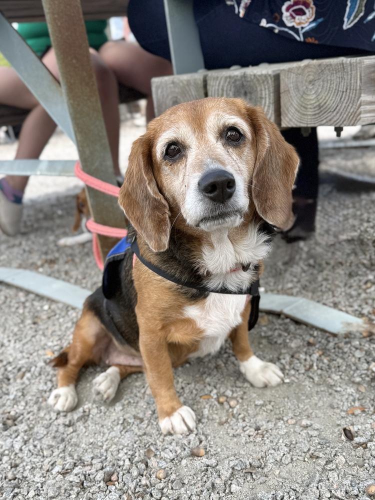 Enlarge Estelle, a Adoptable Beagle in Charleston, SC image 4/5