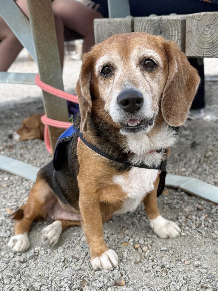 Enlarge Estelle, a Adoptable Beagle in Charleston, SC image 5/5