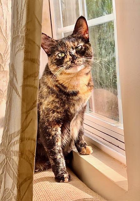 Enlarge Chocolate Chip**Video**, a Adoptable American Shorthair in Pasadena, CA image 2/6