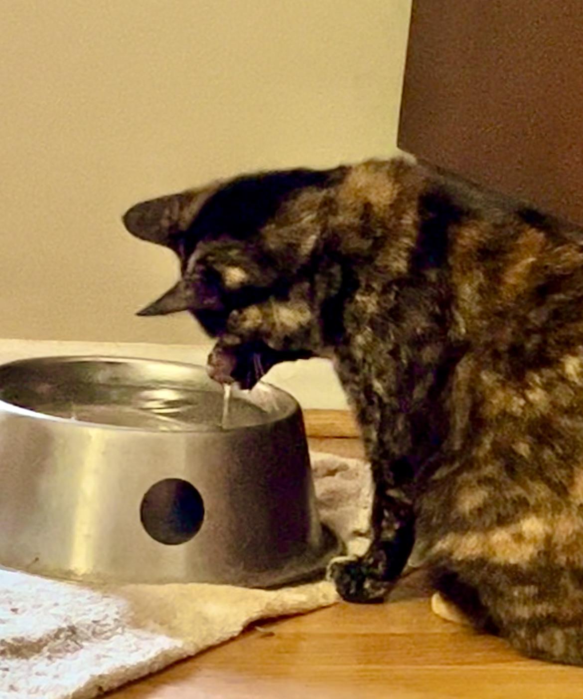 Enlarge Chocolate Chip**Video**, a Adoptable American Shorthair in Pasadena, CA image 3/6