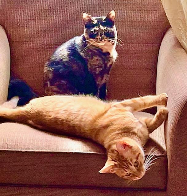 Enlarge Chocolate Chip**Video**, a Adoptable American Shorthair in Pasadena, CA image 4/6