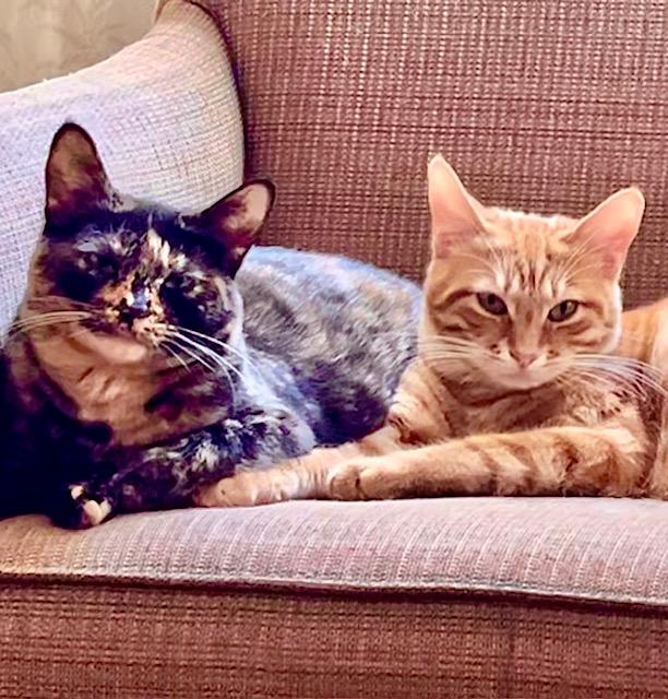 Enlarge Chocolate Chip**Video**, a Adoptable American Shorthair in Pasadena, CA image 5/6