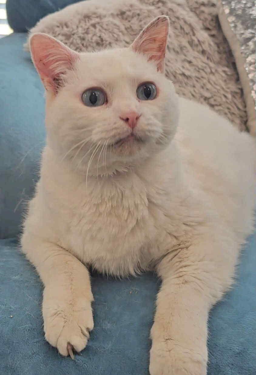 Sugar, Adoptable, Senior Female Domestic Short Hair.