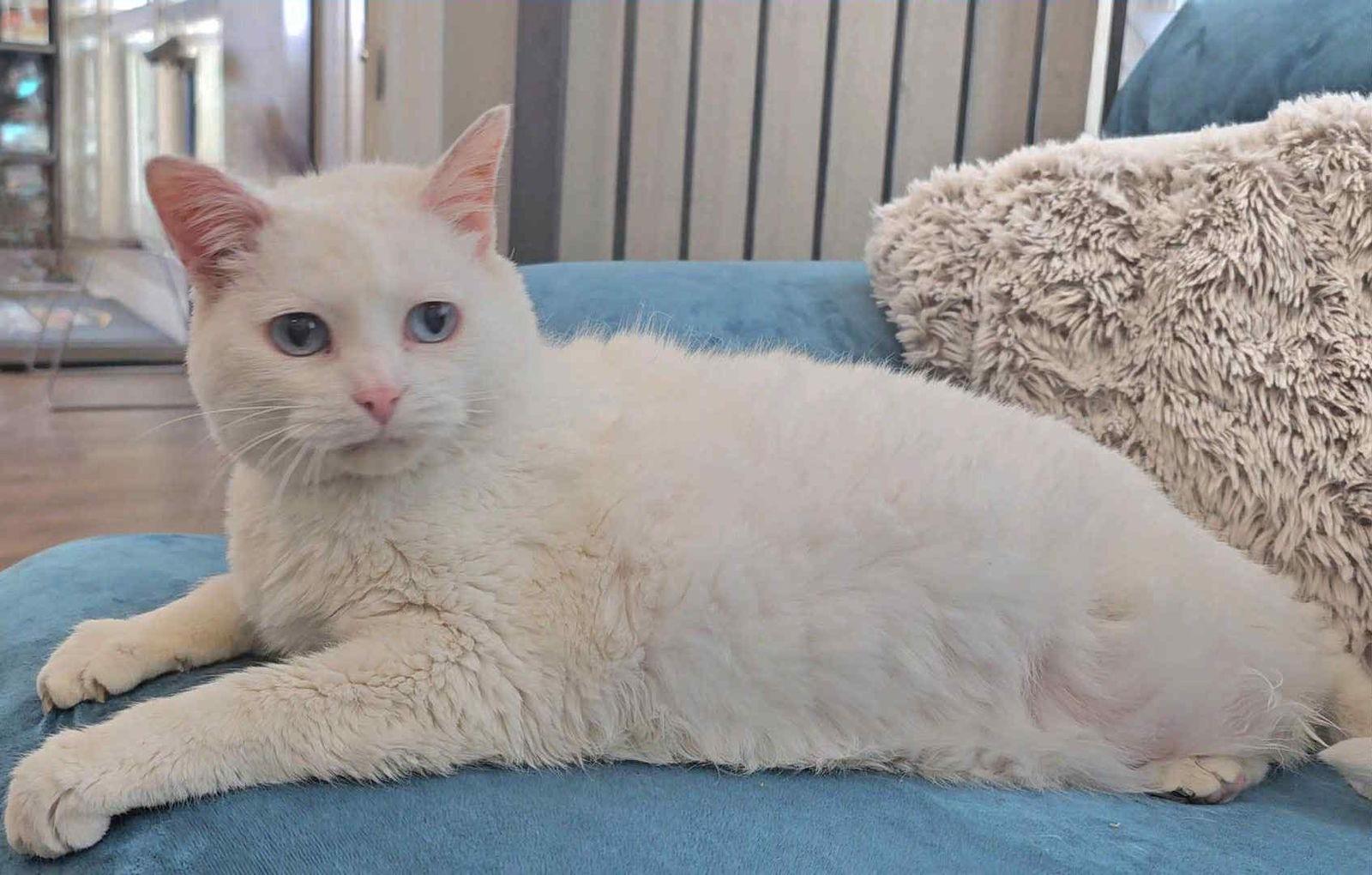 Enlarge Sugar, a Adopted Domestic Short Hair in Irving, TX image 1/2