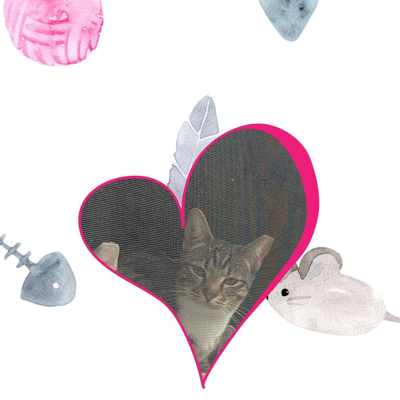 Tabs- Where curiosity meets cuddles!, a Adoptable Tabby in Bristow, VA image 2/2