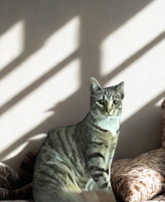 Tabs- Where curiosity meets cuddles!, a Adoptable Tabby in Bristow, VA image 1/2