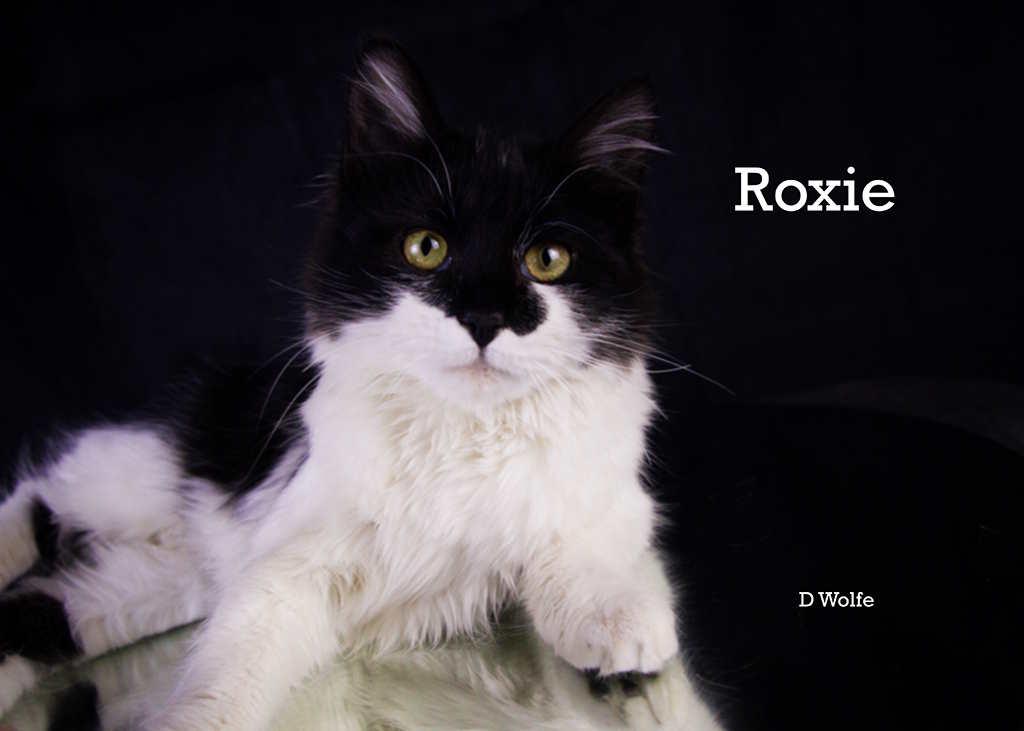 Enlarge Roxie, an adopted Domestic Long Hair in York, NE image 3/3