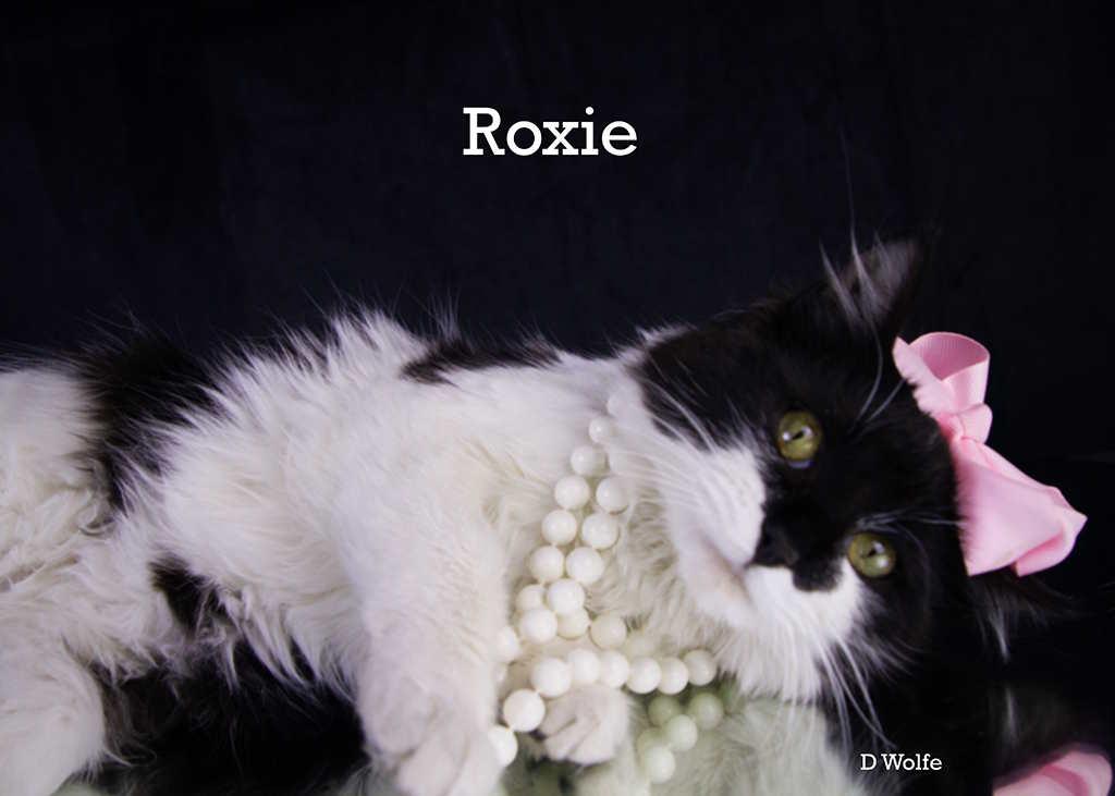Enlarge Roxie, an adopted Domestic Long Hair in York, NE image 2/3