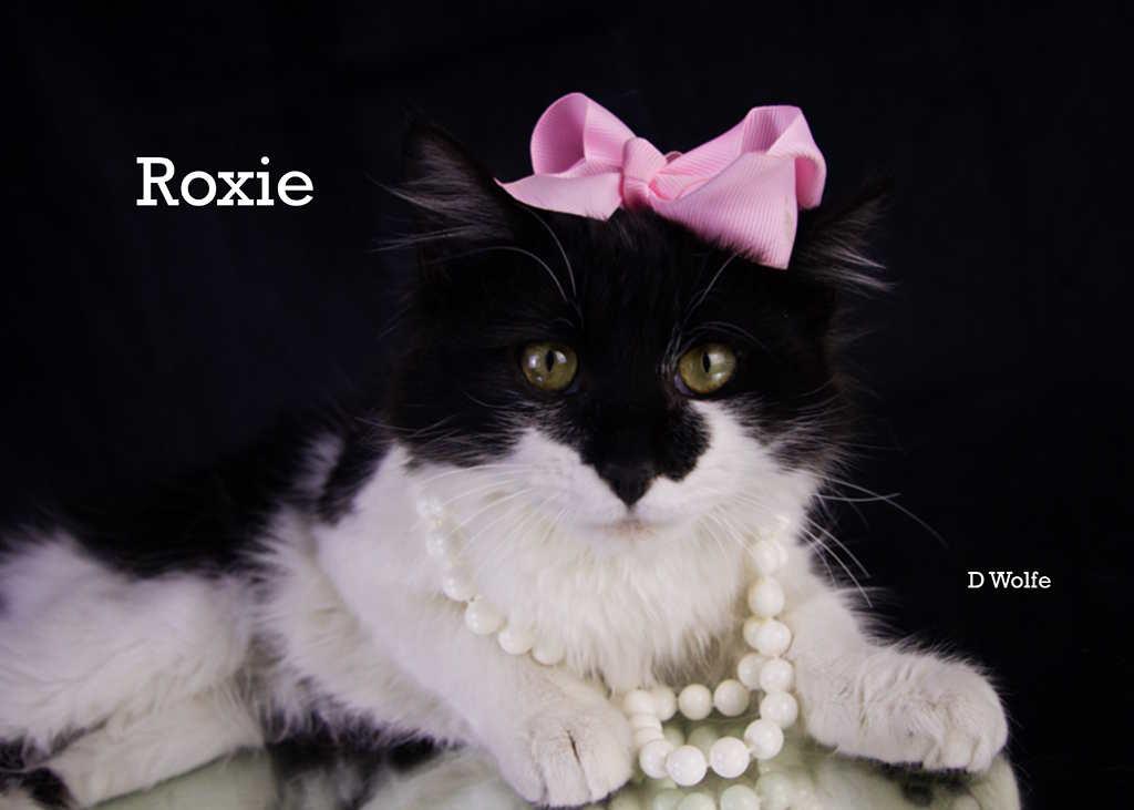 Roxie, adopted, Young Female Domestic Long Hair.